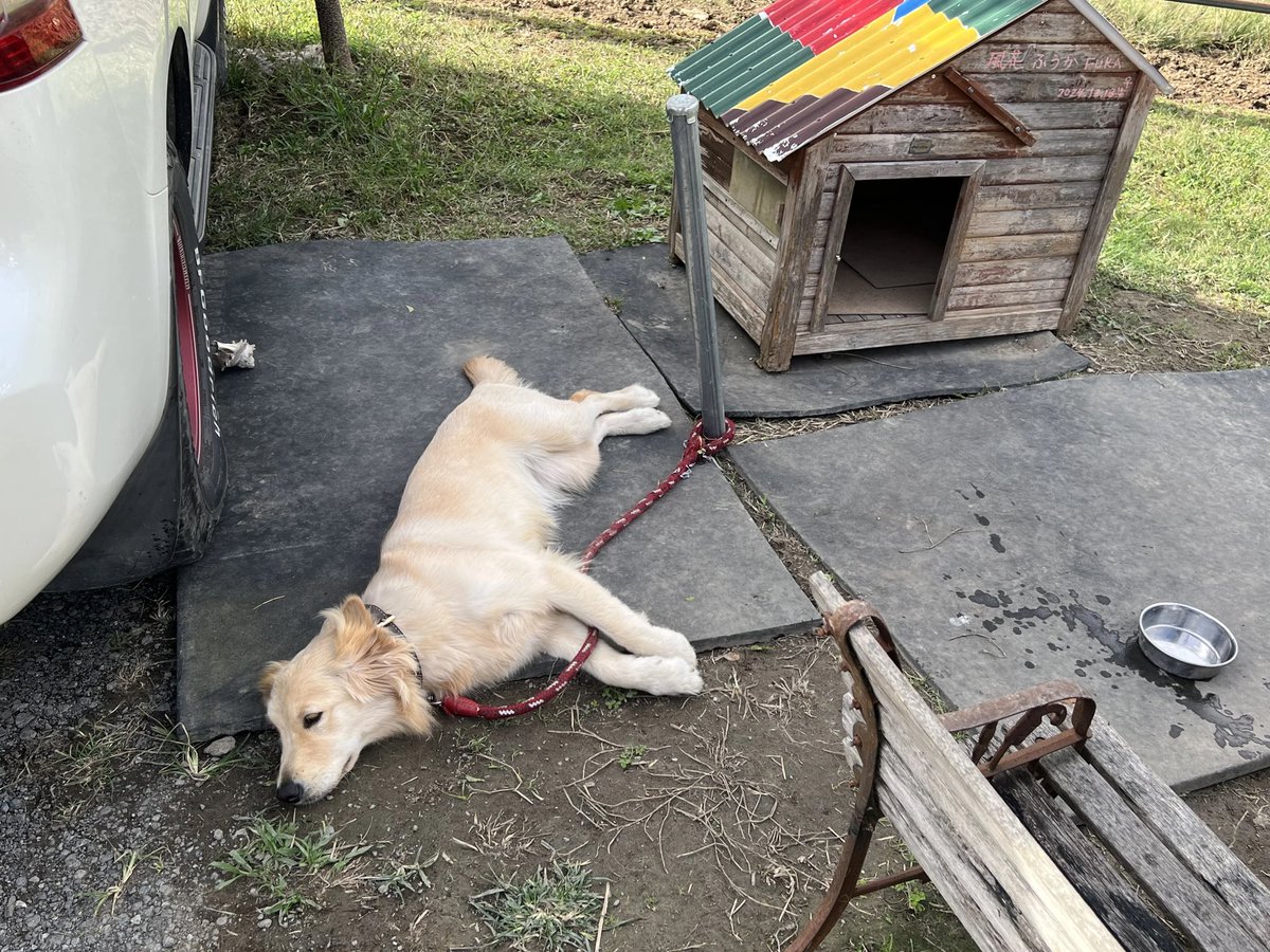 須藤牧場
シェイク🥤と景色🪾とイッヌ🐕

#クロニクルツーリング #RIDE
#ロイヤルエンフィールド