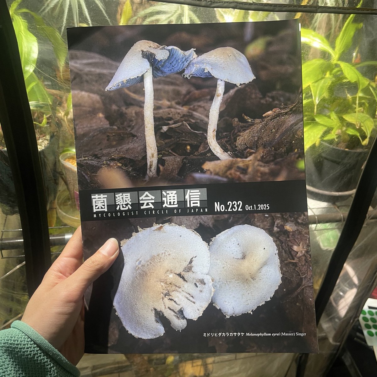 菌懇会通信〜`(*´ᗜ`)´