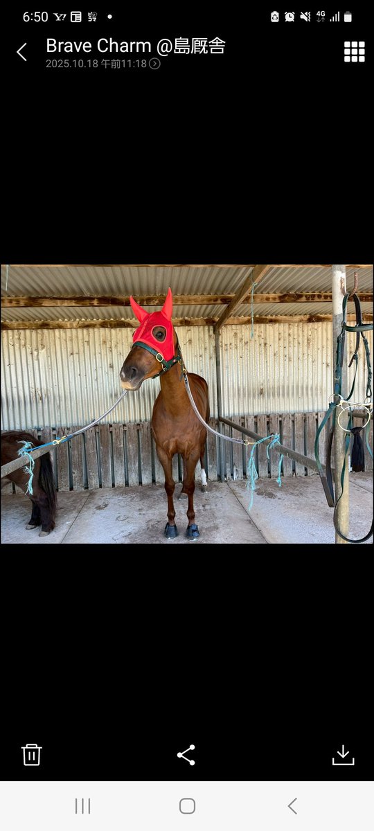 今日はオーストラリア共有馬のBrave Charmが初勝利を納めてくれました✨🎊😊
ホントにめっちゃ嬉しいです！
島良友先生本当にありがとうございました🎉