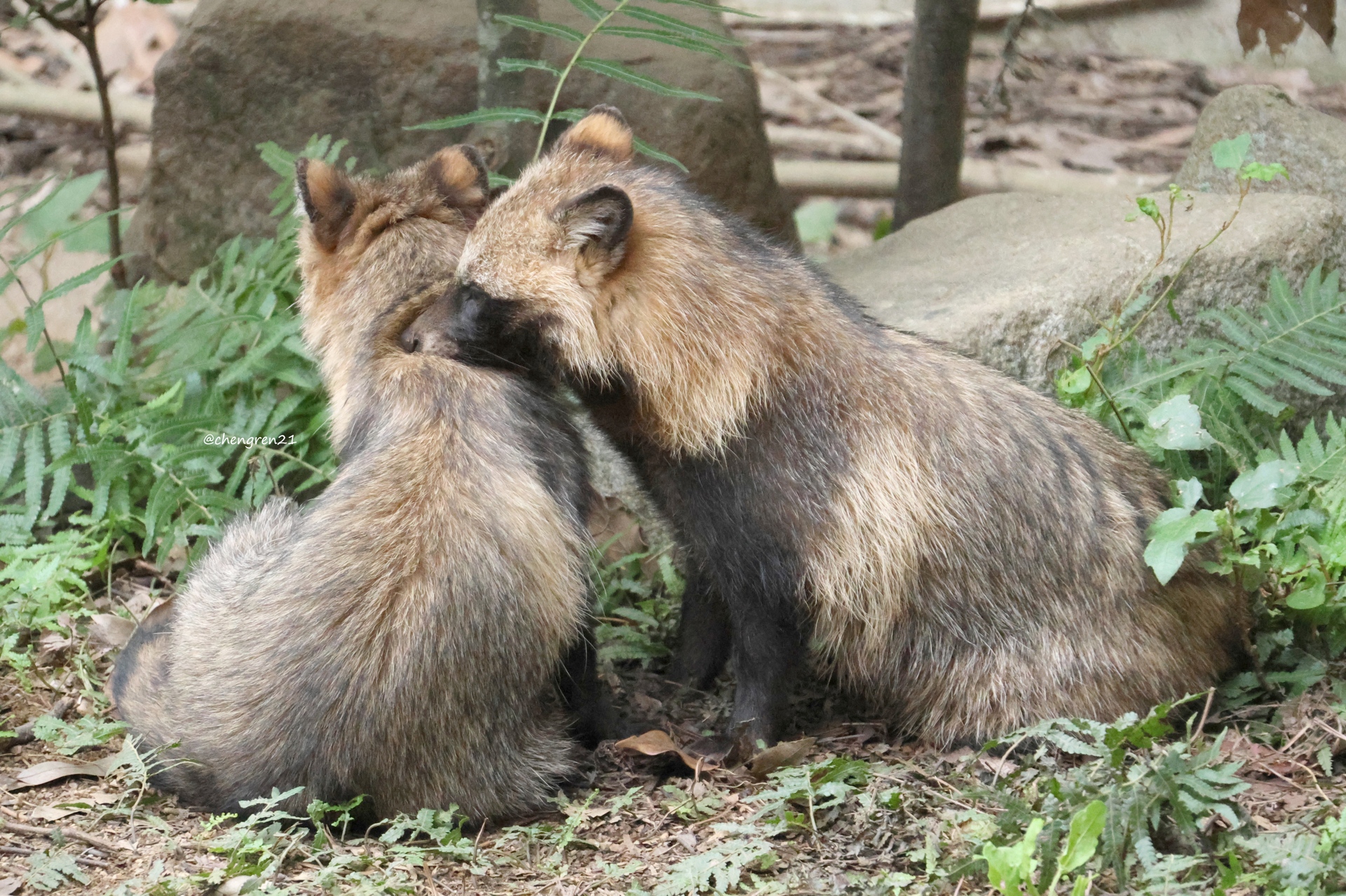 たぬき Cheng-Ren🦊🐺 on X: 