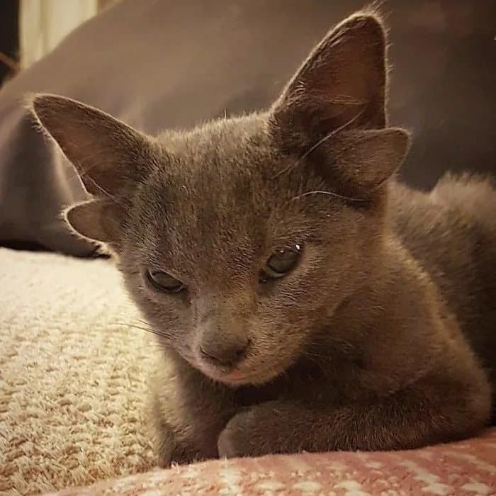 This 4-month old Russian blue mix cat is Midas and she was born with an extra pair of ears on her head, she looks awesome.