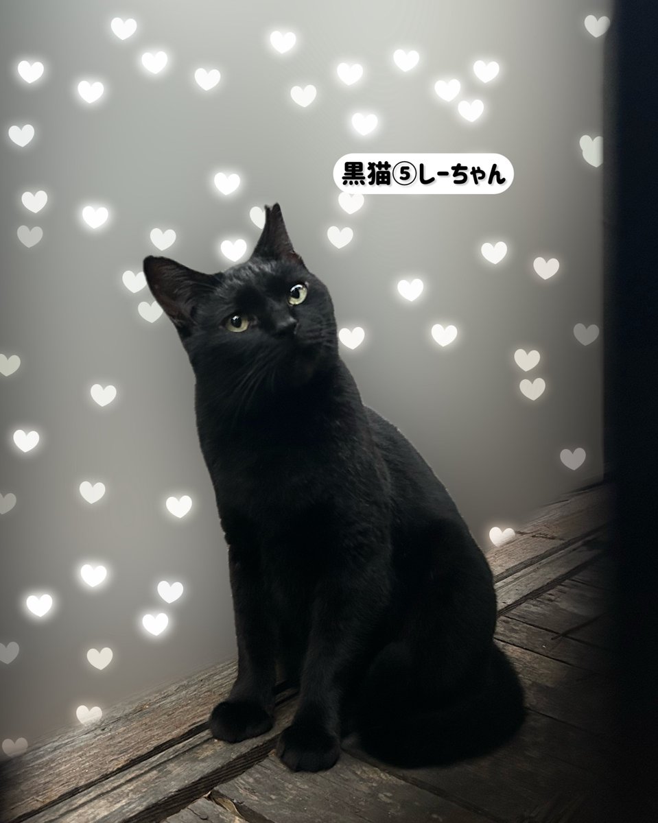 さくら猫 福茶 on X: 