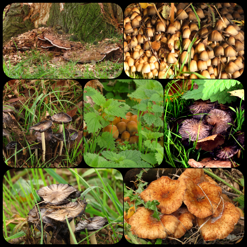 Ook in #parkHitland in <a href="/NieuwerkerkNL/">Nieuwerkerk aan den</a> staan al aardig wat #paddenstoelen 🍄