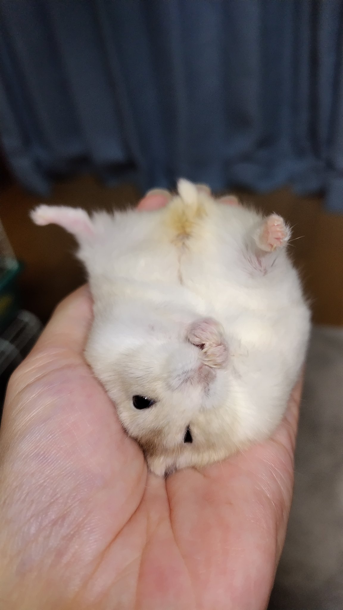 はっしー🐹 on X: 
