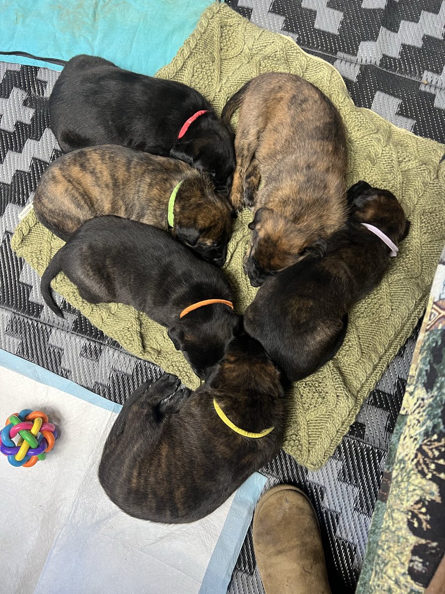 KyBearID's tweet photo. @catturd2 Good Morning Patriots🇺🇸 here’s some sugar to sweeten your Saturday!! #dutchshepherds https://t.co/UvNEl7weZn