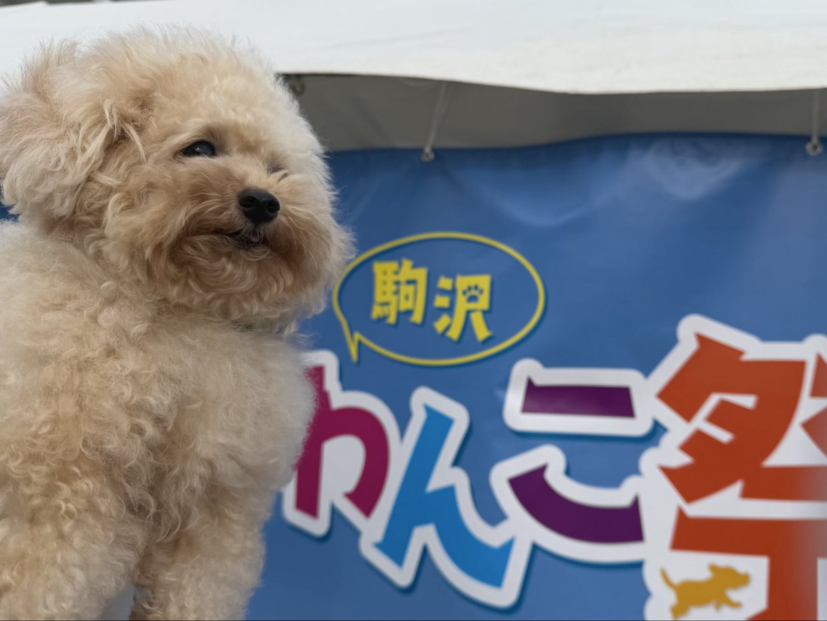 トイプードル - Search / X