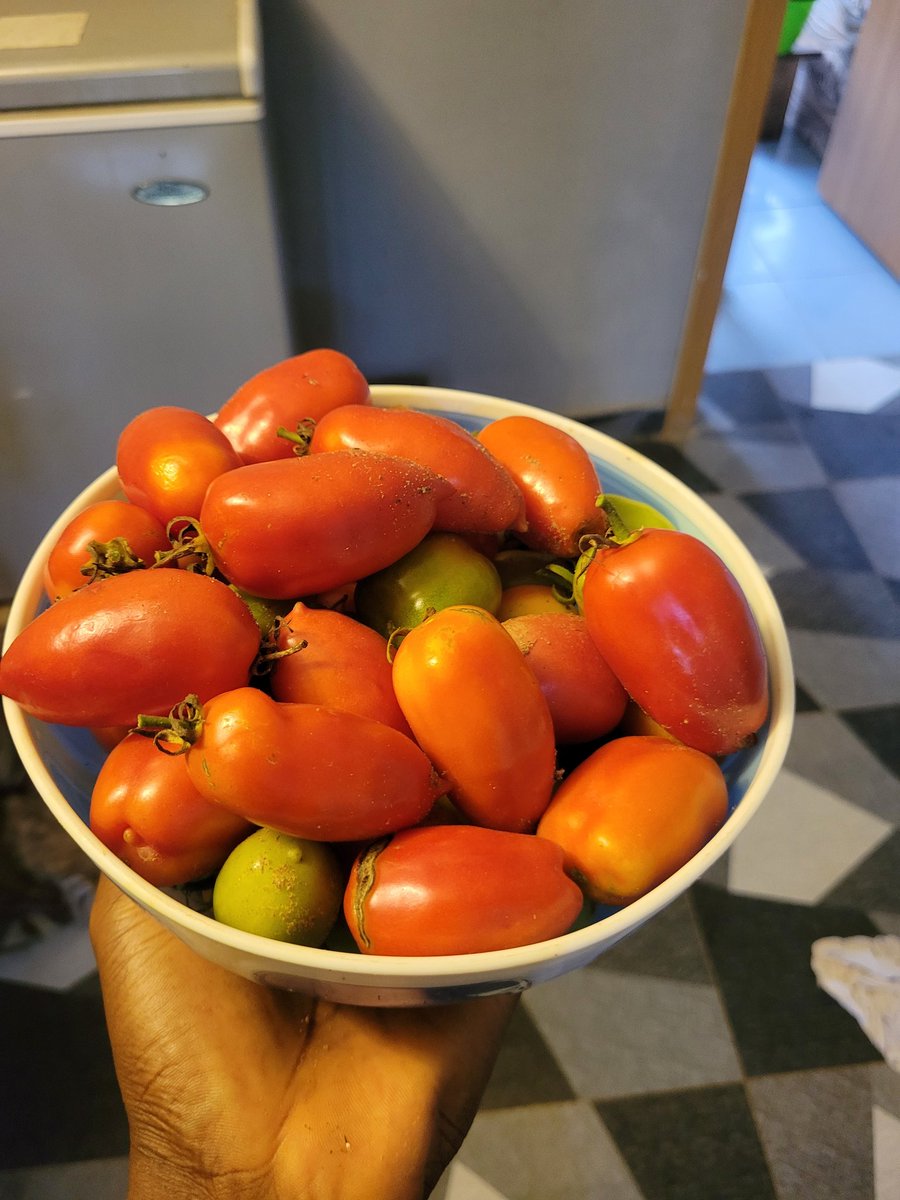 Bin_Ussein's tweet image. I harvested this tomato from a tomato plant that grew spontaneously in my backyard.
This is just a single harvest from a crop I didn't plant.
Alhamdulillah ala ni'matihi