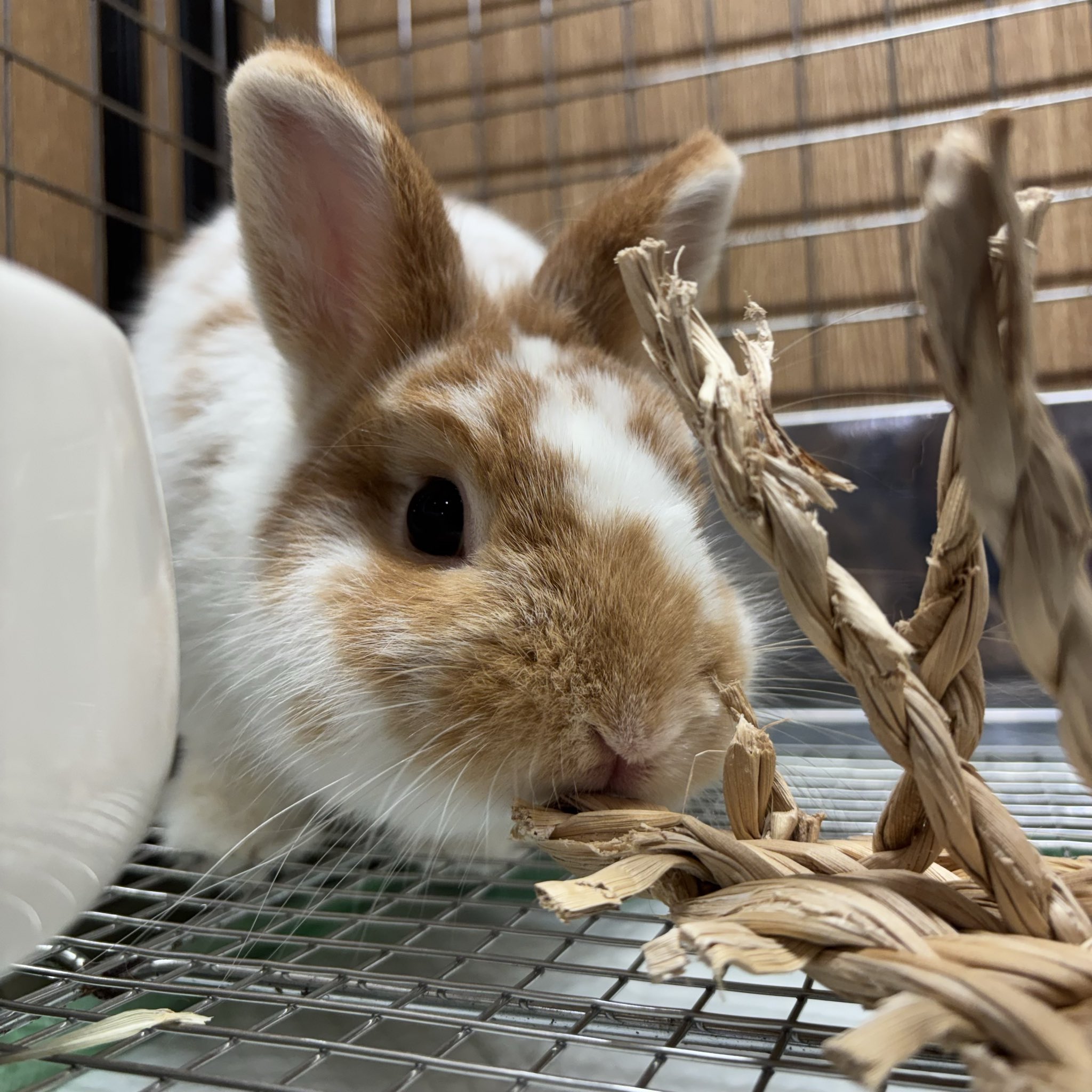 うさぎ うさぎのしっぽ洗足店 on X: 