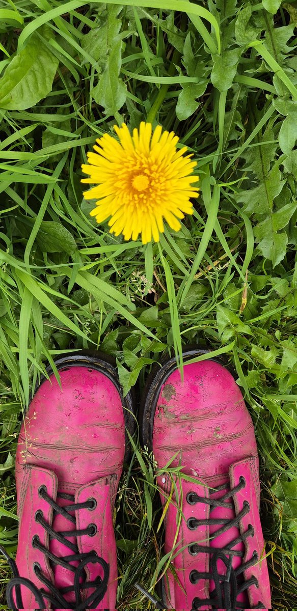 lovely_plot's tweet image. What a joy to see a dandelion in October 🥹💛