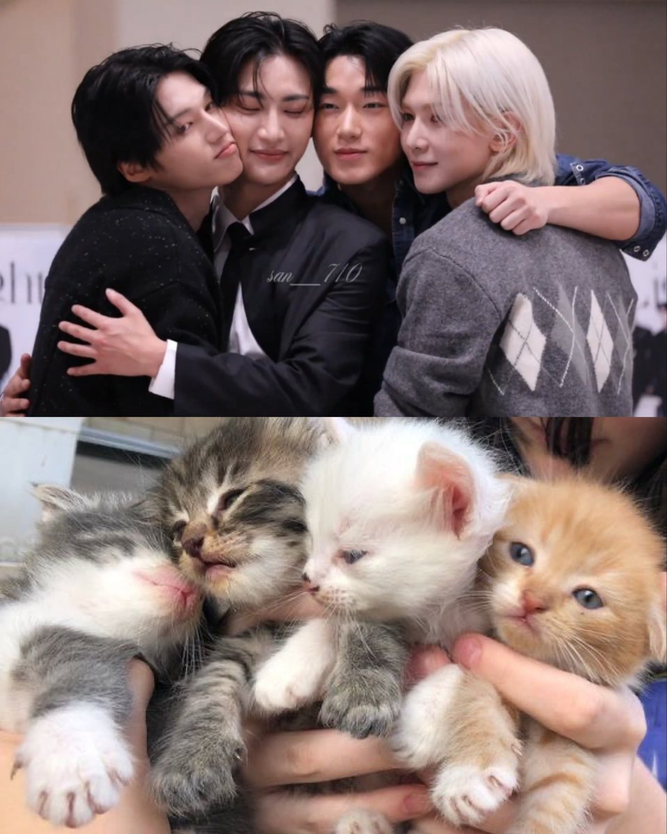 🐈‍⬛🐈‍⬛🐈🐈