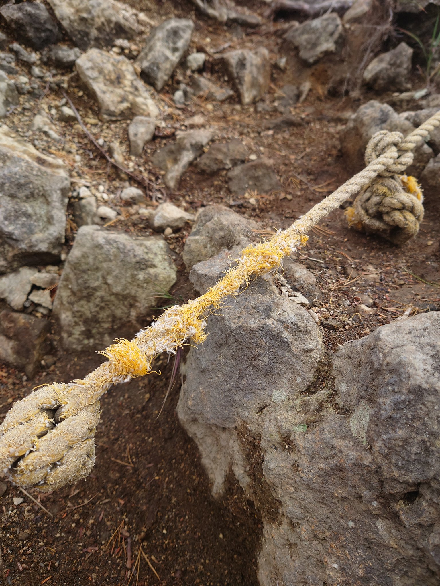 山採り　ウメモドキ　雌雄不明 山取 ウメモドキ 雌雄不明