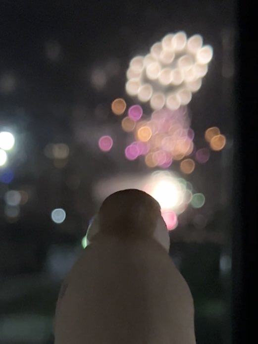 babylalacream's tweet photo. ララくん、お家から初花火を見ました🎆 https://t.co/UFrBYRrOeM