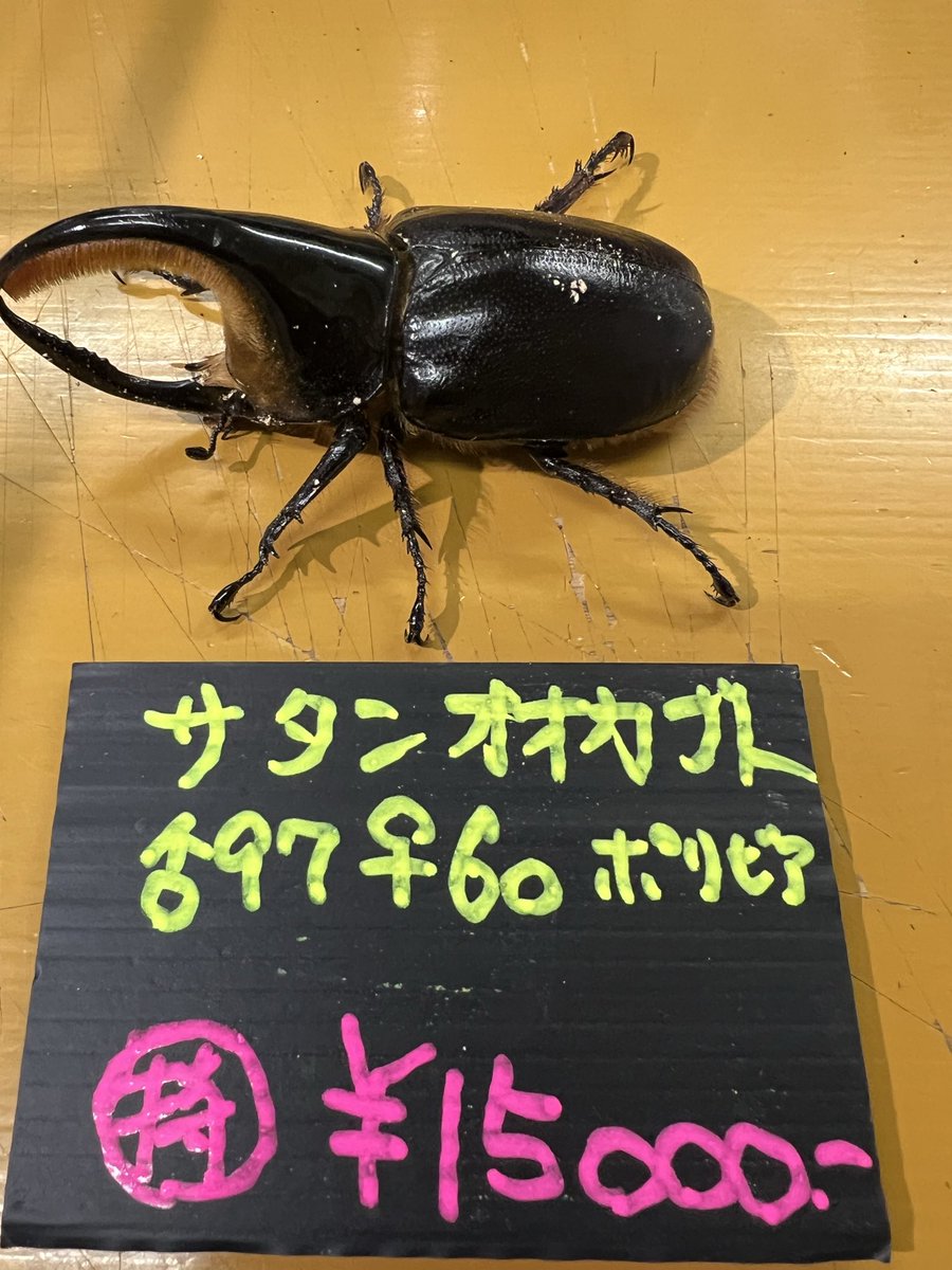 サタンオオカブトが入荷! 良個体!即ブリいけます! #ホビーショップ サタンオオカブトが入荷! 良個体!即ブリいけます! #ホビーショップ