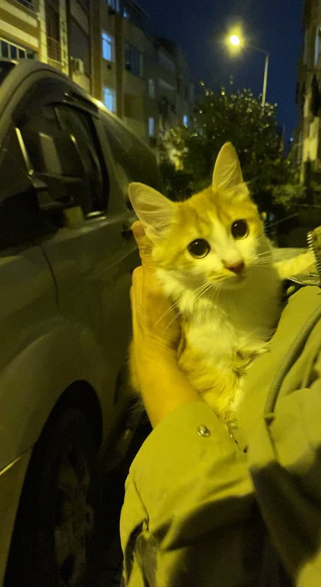 hiç kıyamıyorum sokakta olmasına. dün akşam sokağa döndü. araba kaputlarından çıkmıyor. 
lütfen yuva bulalım şu çocuğa ya gerçekten dışarda yazık olacak