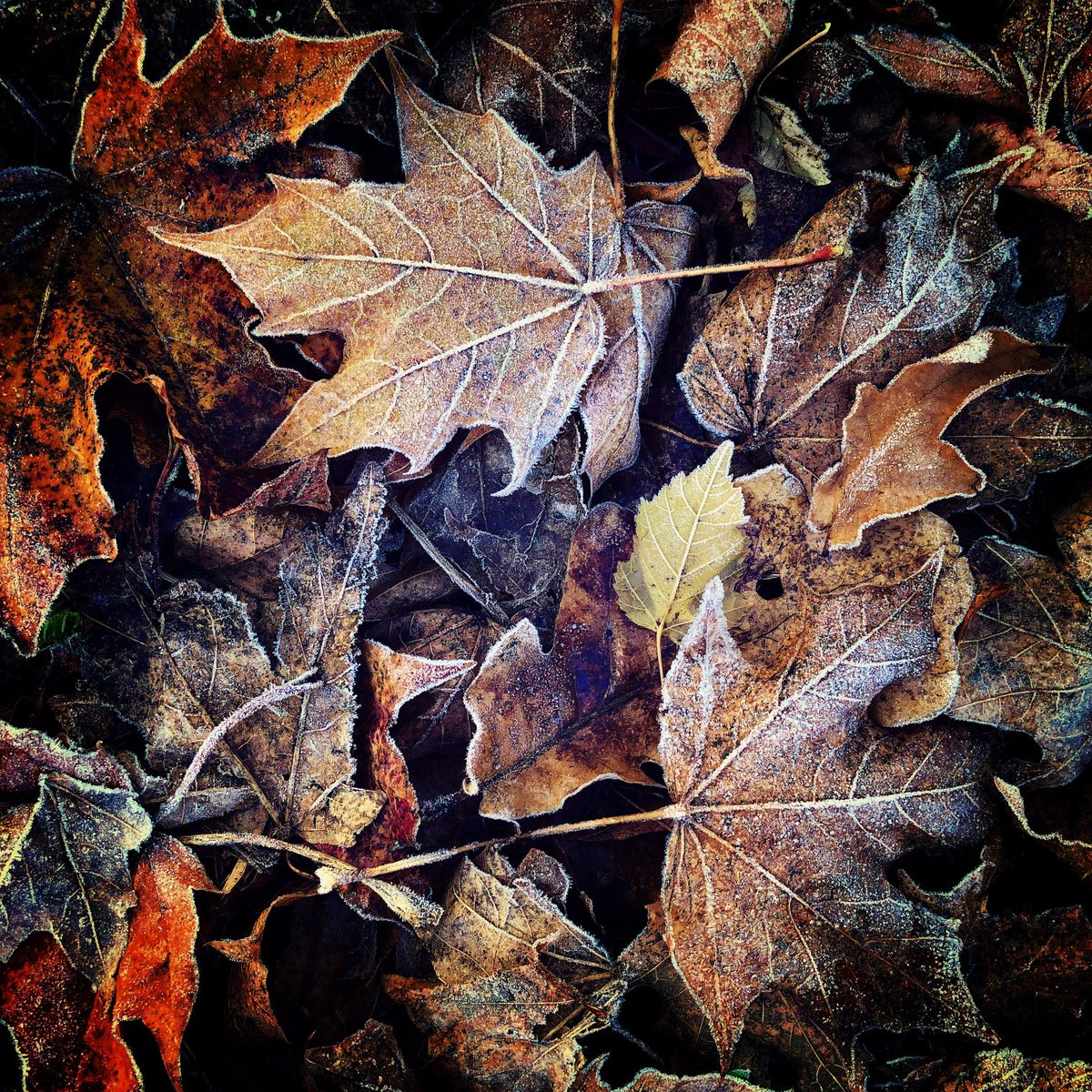 Autumn