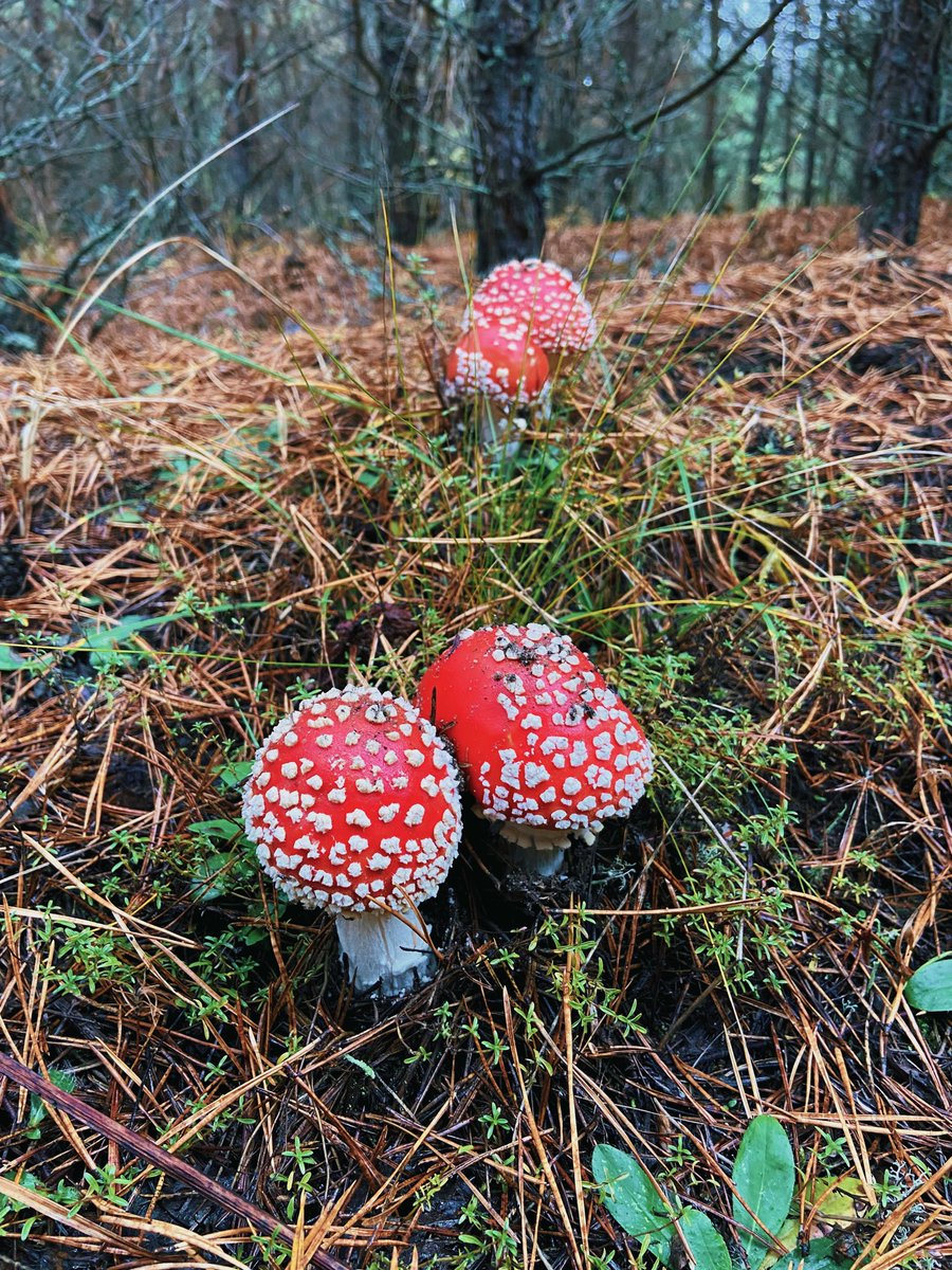 Приехали в лес собирать мухоморы для моих хейтеров