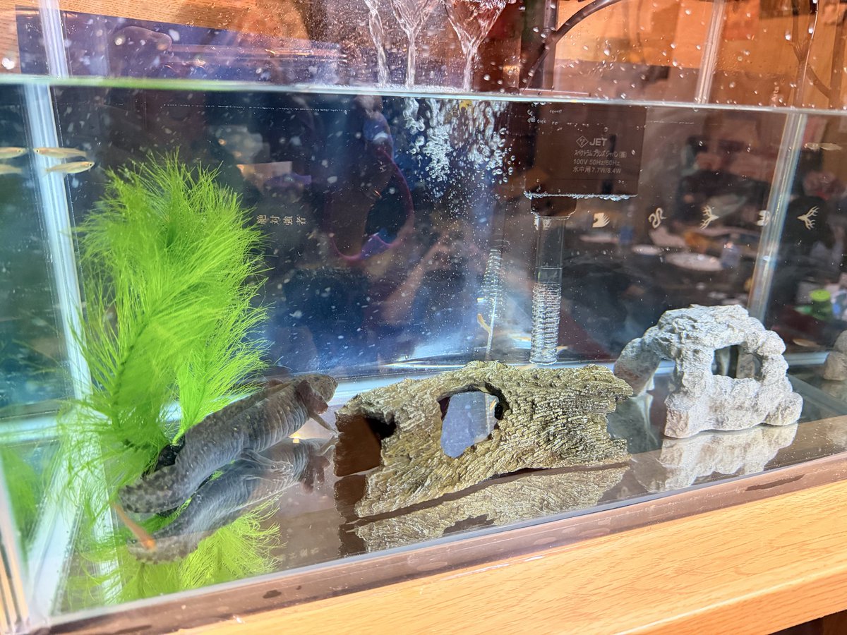 買ってるウーパールーパーが大きくなってきたので水槽の大きさを倍にしました★

ウパは広くて尻尾曲げなくてよくなって、
めだかは生存率が上がるね。