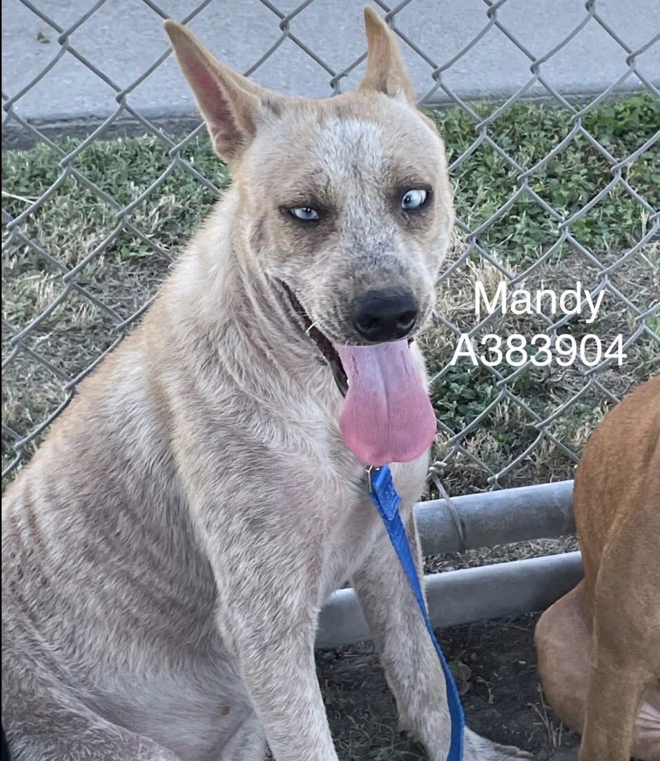 🆘Just look @ MANDY #A383904!
Who cud dump this stunning 1 yr old but her owner did‼️
She’s got it all!
Great personality!
Now on Corpus Christi AC 10/20 KILL LIST‼️
How can they kill this angel⁉️
So lovable &amp; friendly w/ all!
PLEDGE
#RESCUE
#FOSTER
#ADOPT
She’s a jewel!