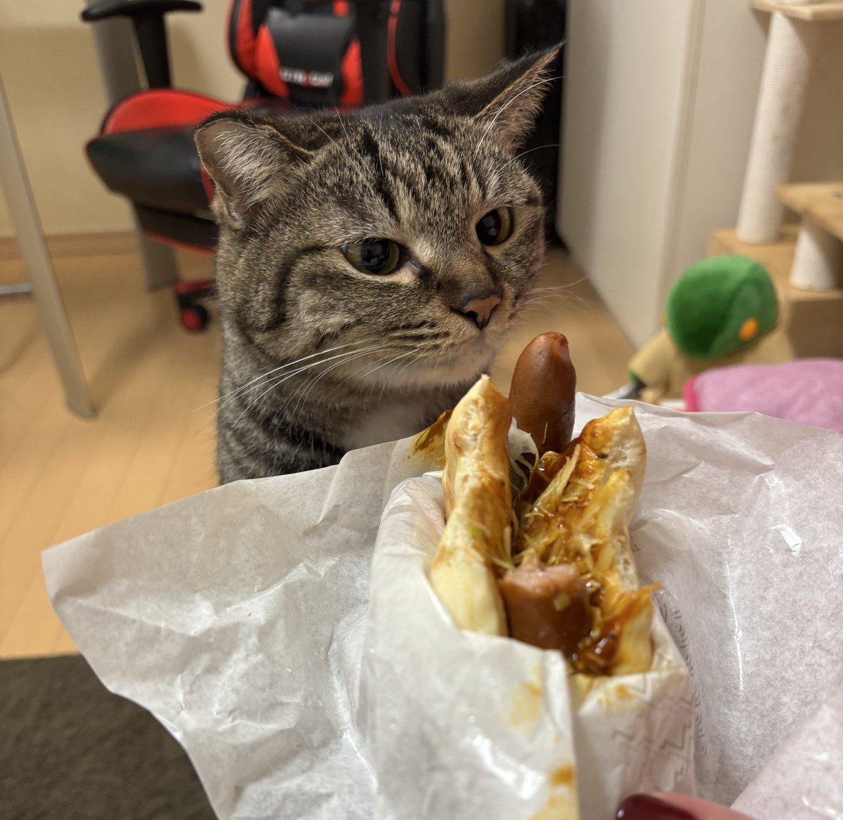 バーベキューフォカッチャを狙うお茶々さん