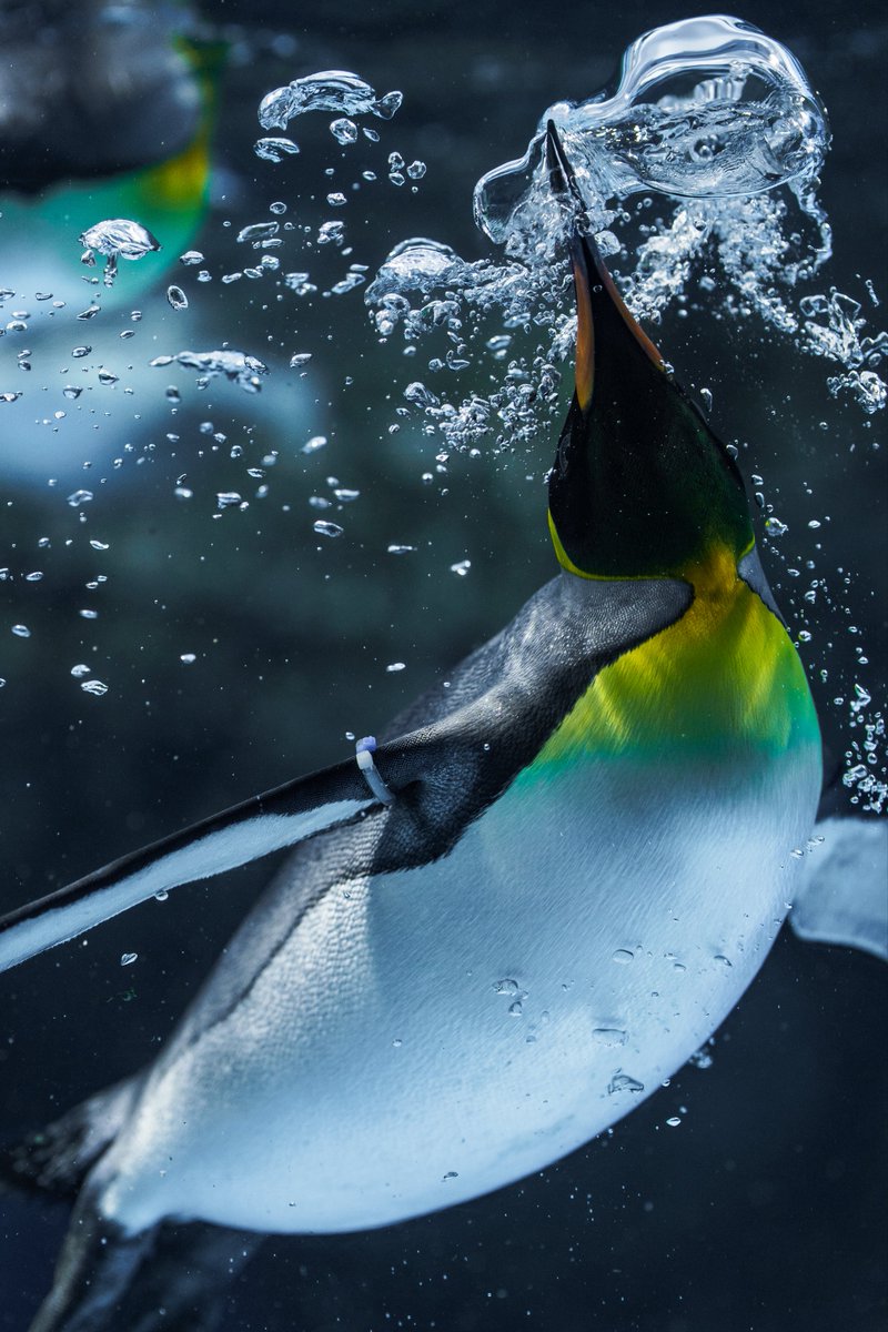 ペンギンと泡ってめっちゃかっこいい