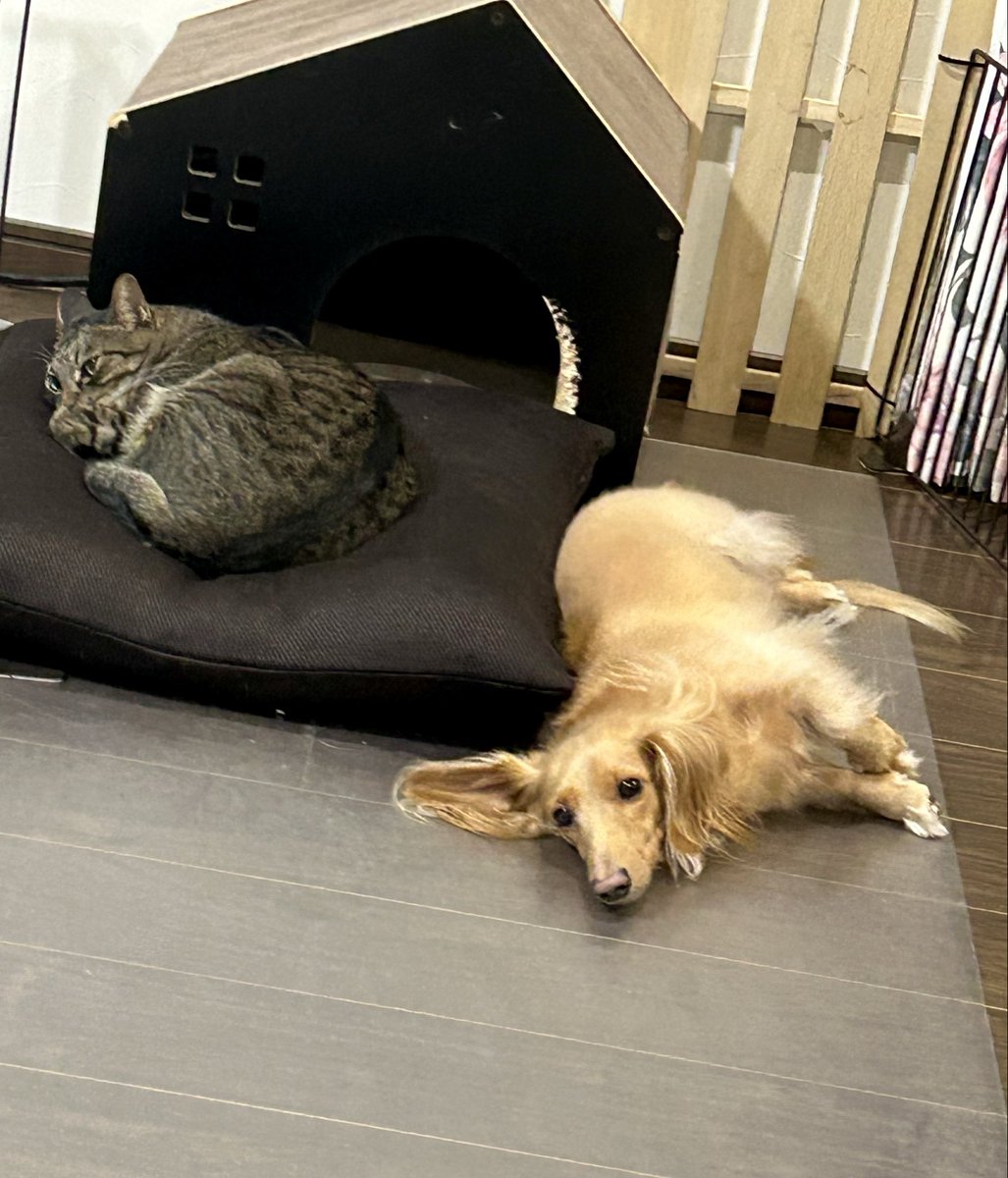 ちとせ (@inunonekochan) / Posts / X