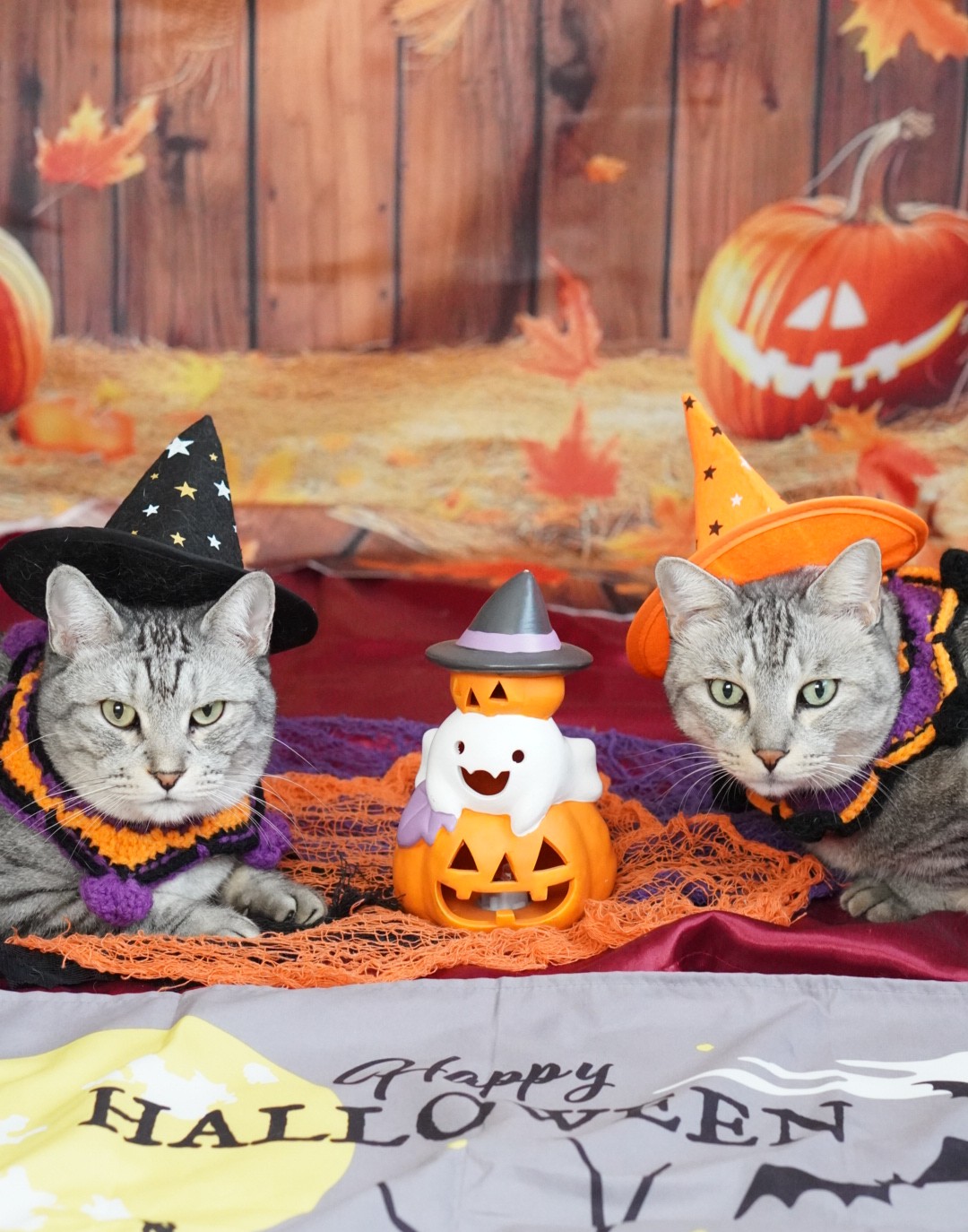 りょうちゃん様予約 絵画「猫の背中にハロウィン／小鳥ブレーメンハロウィン」 はるちゃんとふうくん 森の中に住む 大好きなおともだちのお家へ