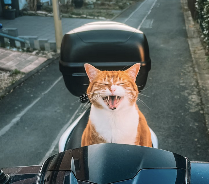 Links 10/18/2025 dlvr.it/TNlQ2L