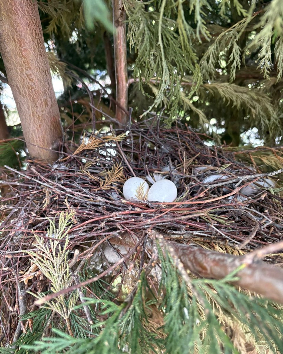 BossBeechwood's tweet image. With bird nesting season now over, it’s the perfect time to book your tree work. 🌳✨
Our team can safely carry out pruning, removals, and maintenance while supporting healthy habitats for next spring. 💚
Secure your spot before winter work fills up! 🍂
#BeechwoodCare #TreeWork