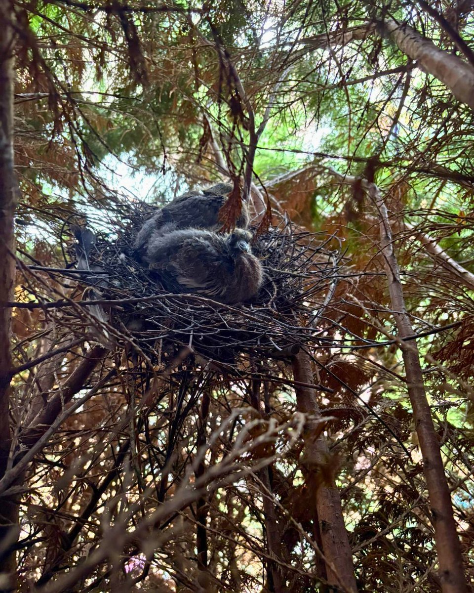 BossBeechwood's tweet image. With bird nesting season now over, it’s the perfect time to book your tree work. 🌳✨
Our team can safely carry out pruning, removals, and maintenance while supporting healthy habitats for next spring. 💚
Secure your spot before winter work fills up! 🍂
#BeechwoodCare #TreeWork