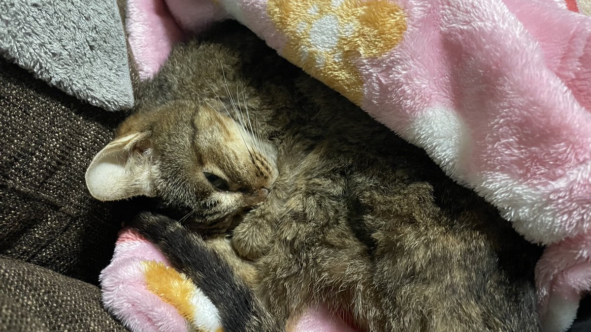こんばんは

夕方になるにつれて昨日の治療薬が徐々に効き始めてくれたのかな
母猫さまkdフードとkd缶どちらも久々に頑張って食べてくれました

フードだけで、たぶん今日1日で20粒

この調子で無理なく体力つけていけれますように

今日も滲みる注射よく耐えたね
お疲れさま