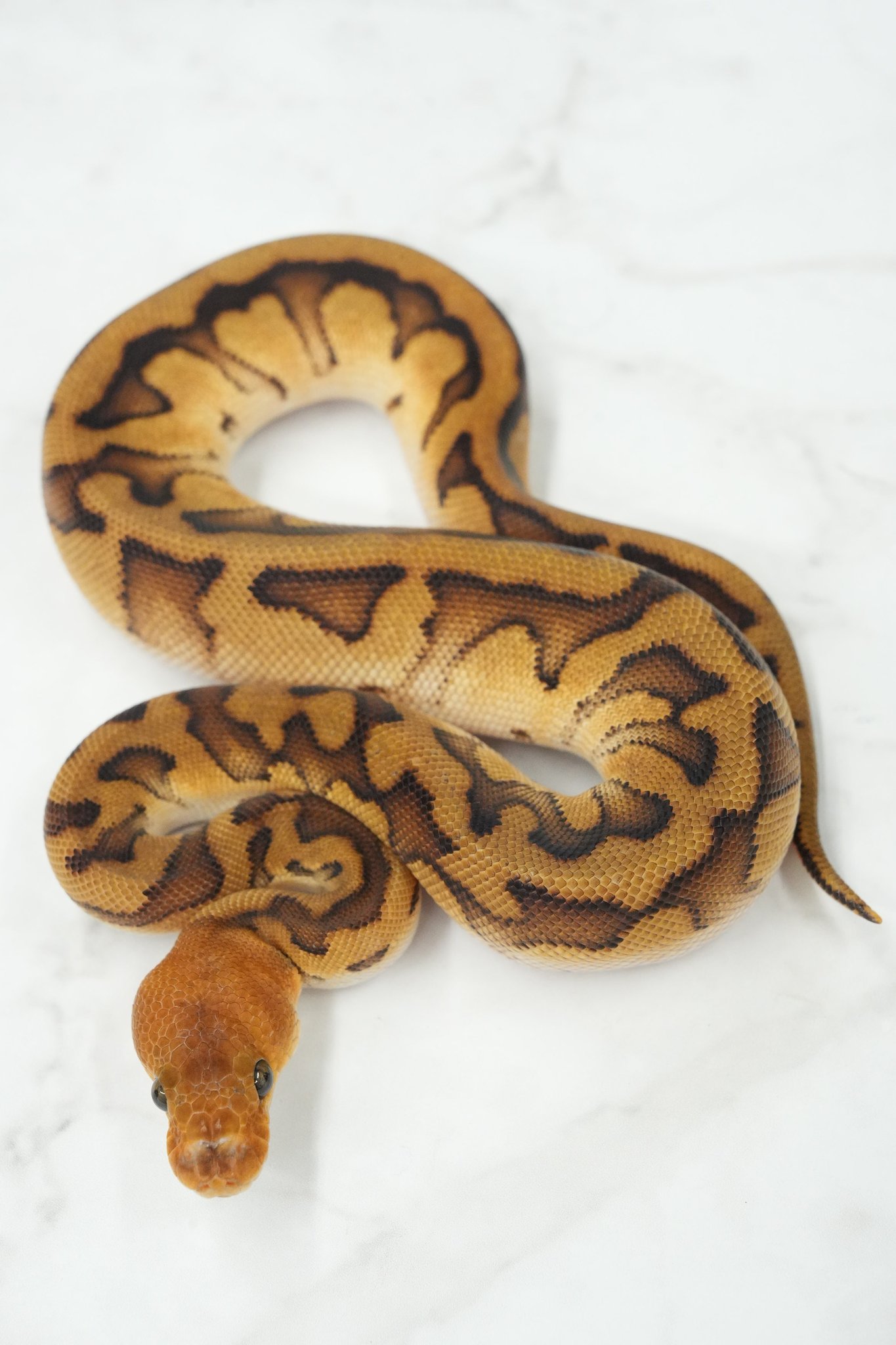 【未開封・送料無料】2002年 ペガサス ユニコーン 干支 キティ 馬エンジェル Amazon.co.jp: ハローキティこむぎんちょ＆押し型 6色セット KT