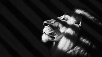 TheLionPage's tweet photo. the lion packs 15 underwear for a 2 night stay just in case he shits his pants 10 times

(the lion has never shit his pants, he is just paranoid) https://t.co/1CKXjiL18J