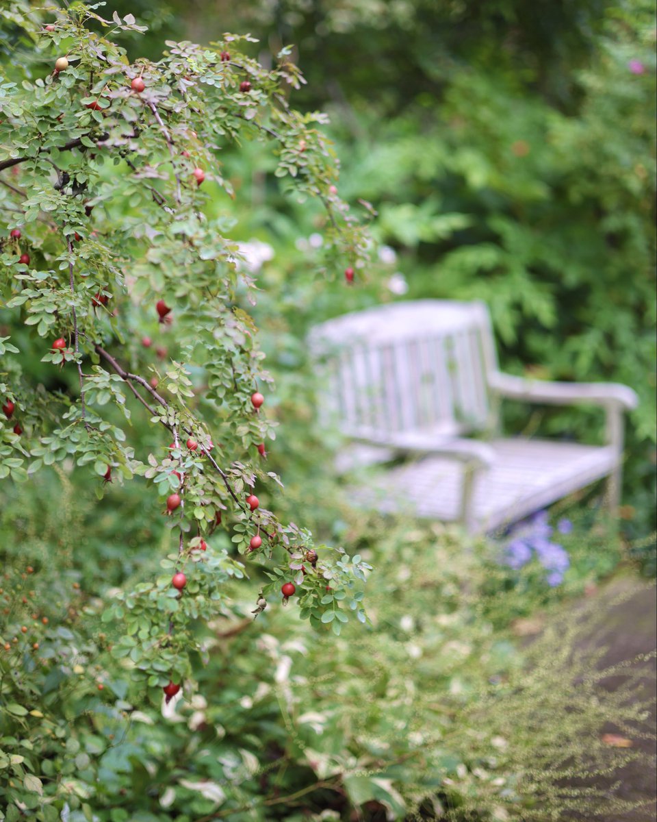 日に日に秋深まる園内には、コスモスやジニア、ダリアなどの花々に加えて、秋バラも咲き始めています。
園内でフォトスポットとなっているローズヒップもご紹介♪

【本日の秋の植物】
メアリー・クイーン・オブ・スコット（ローズヒップ）