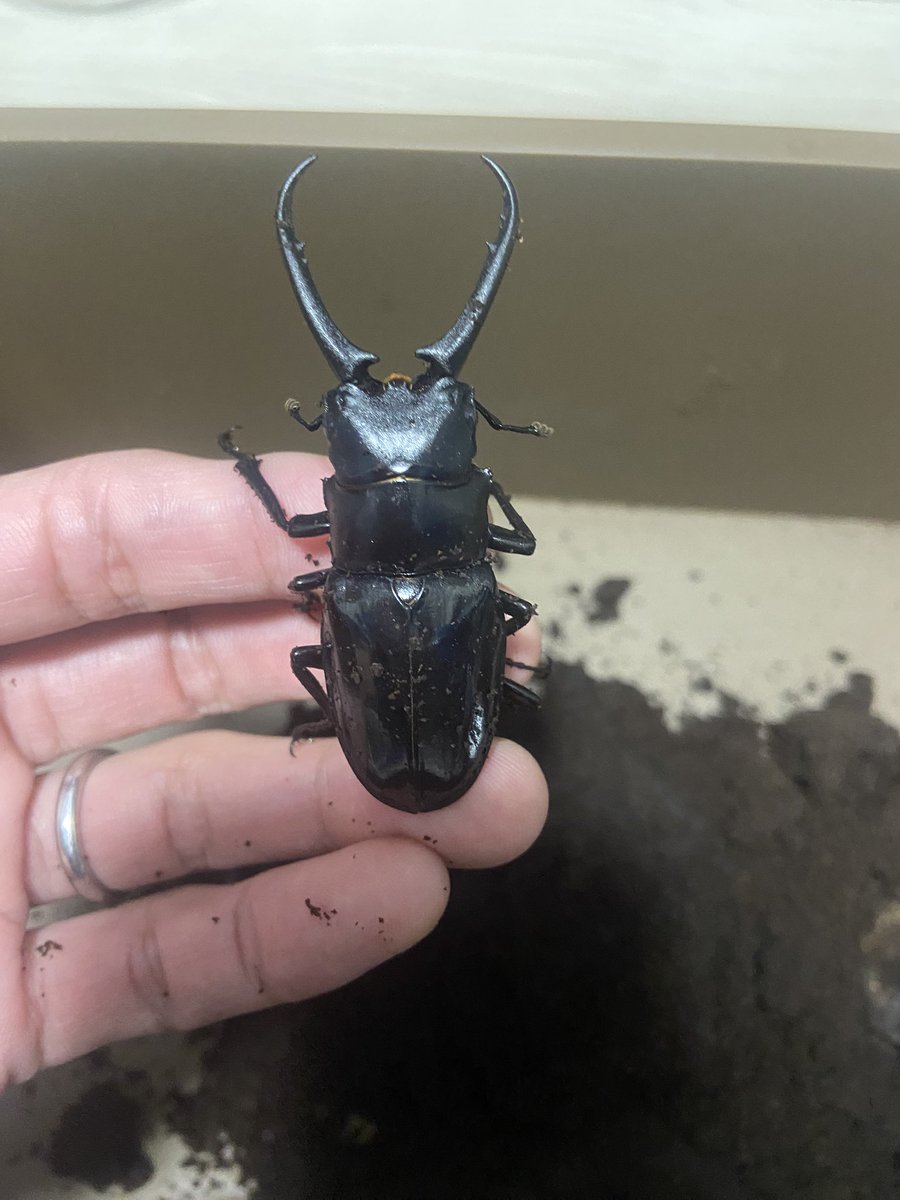 ゆーくんのクワガタ部屋【公式】 on X