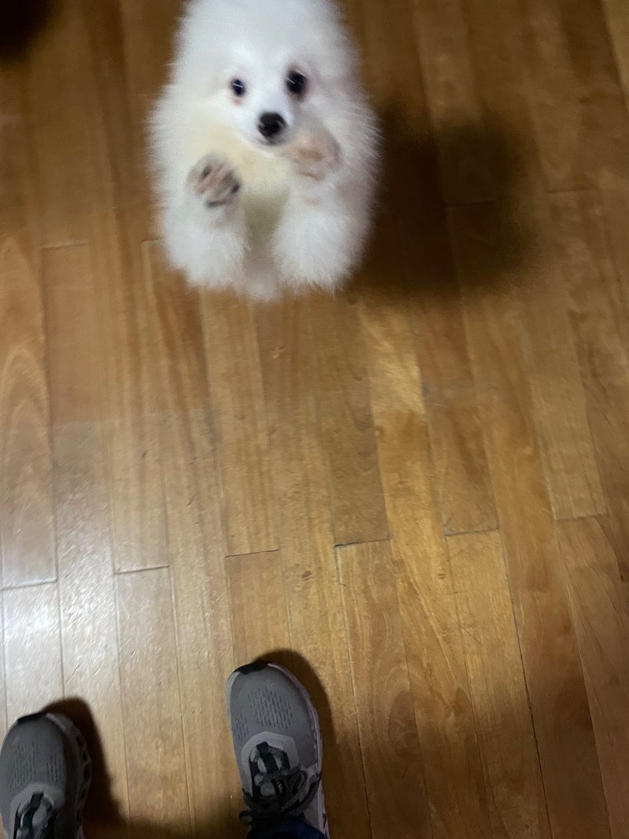 louieloeloe's tweet image. PARENTS VISITED ME AND BROUGHT THE THING