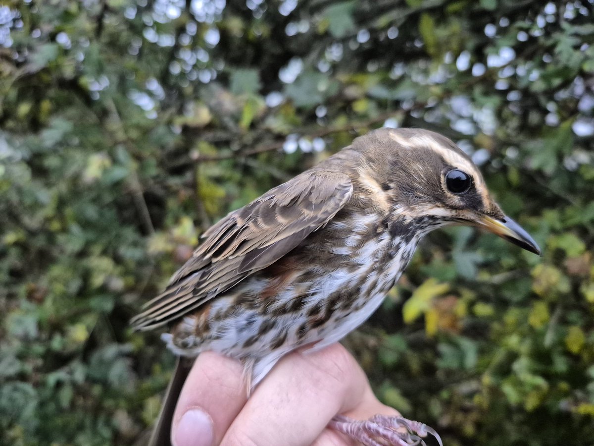 Richard Donaghey tweet media