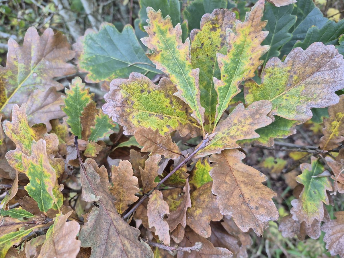 Richard Donaghey tweet media