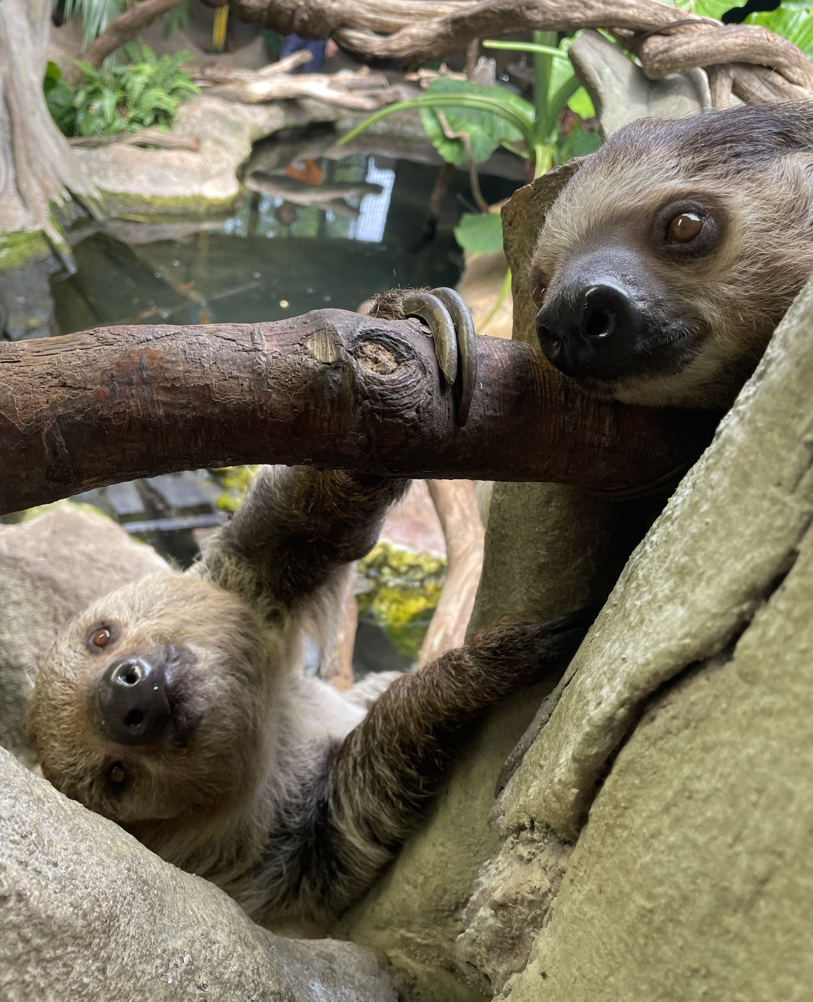 那須どうぶつ王国 on X: 