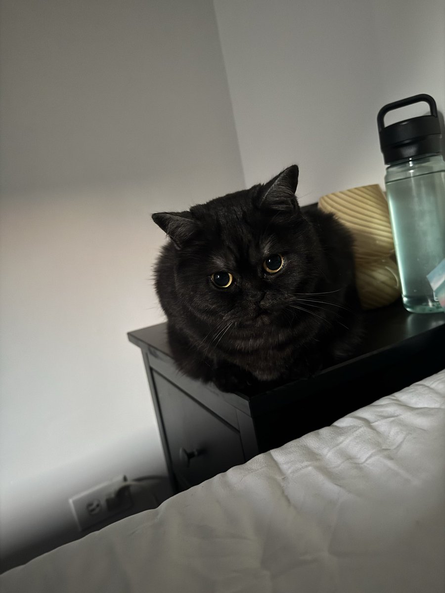 Tart is being so baby this morning I’m not even mad she keeps waking me up