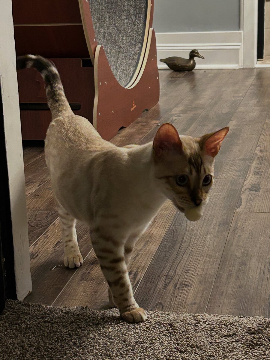 JFSwords's tweet photo. Pearly Girl wants to play Fetch.
#caturday https://t.co/wfwq2Twjw6