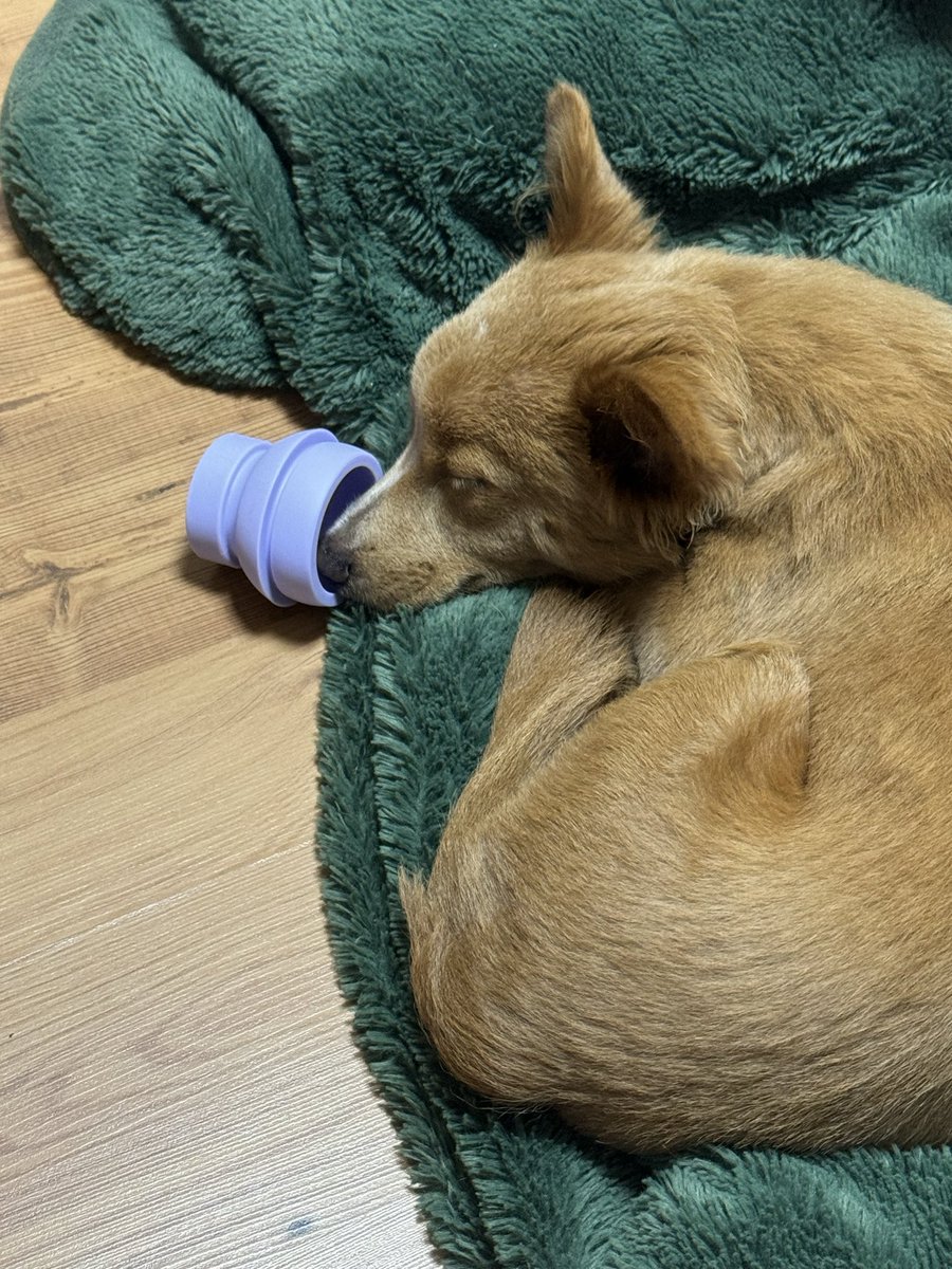 새 장난감이 얼마나 마음에 드는건지 감도안와