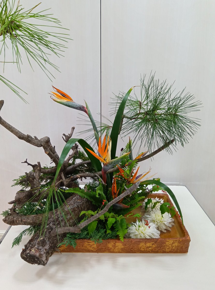 第76回茶華道協会いけばな展３日目は装い新たに作品が犀誕！！
松の魅力をダイナミックに引き出して、みる人の心を掴んで離さない作品ができました。
ほとばしる伝統！白熱いけばな展！！
#走り続けるコータロー　とタンク