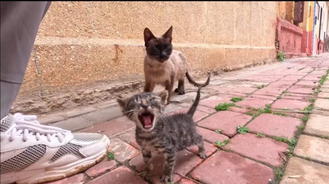 FeedingStCats's tweet photo. @LabubuonBSC4 You can donate and contribute from people of good hearts through digital currencies on the 
Solana and BSC networks,

Solana 

CMpy3PdZigLKiCpTgGhGMdJfNMD8WyKGsPUoHe6FSfBk

Network: Solana (SOL)
___________
Bnb
0x2eb042cbc649d35b8ea6728c990a63a095805e84

Network : BSC ( BEP20) https://t.co/ezqyBltUh4