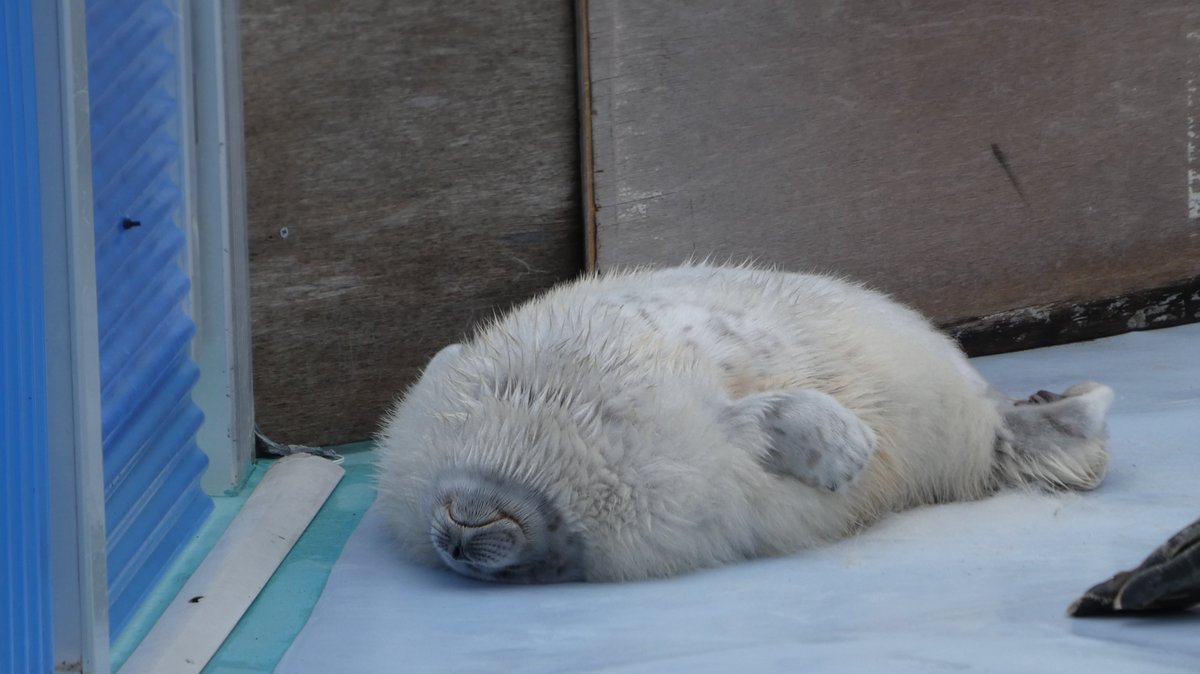 自重に負ける月ちゃん