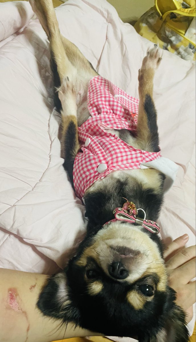 今日の夜ごはん
努努鶏( ･θ･)初めて食べた👅

今日もずっと私から離れない
めぐちゃん

他4匹が私に近づくと
ギャン泣き💦
ただいま、独占欲強め発令中

足が綺麗だわ😍

#夜ごはん #初 #超人気
#冷やして食べるやつ
#チワワ #独占欲 #甘えん坊