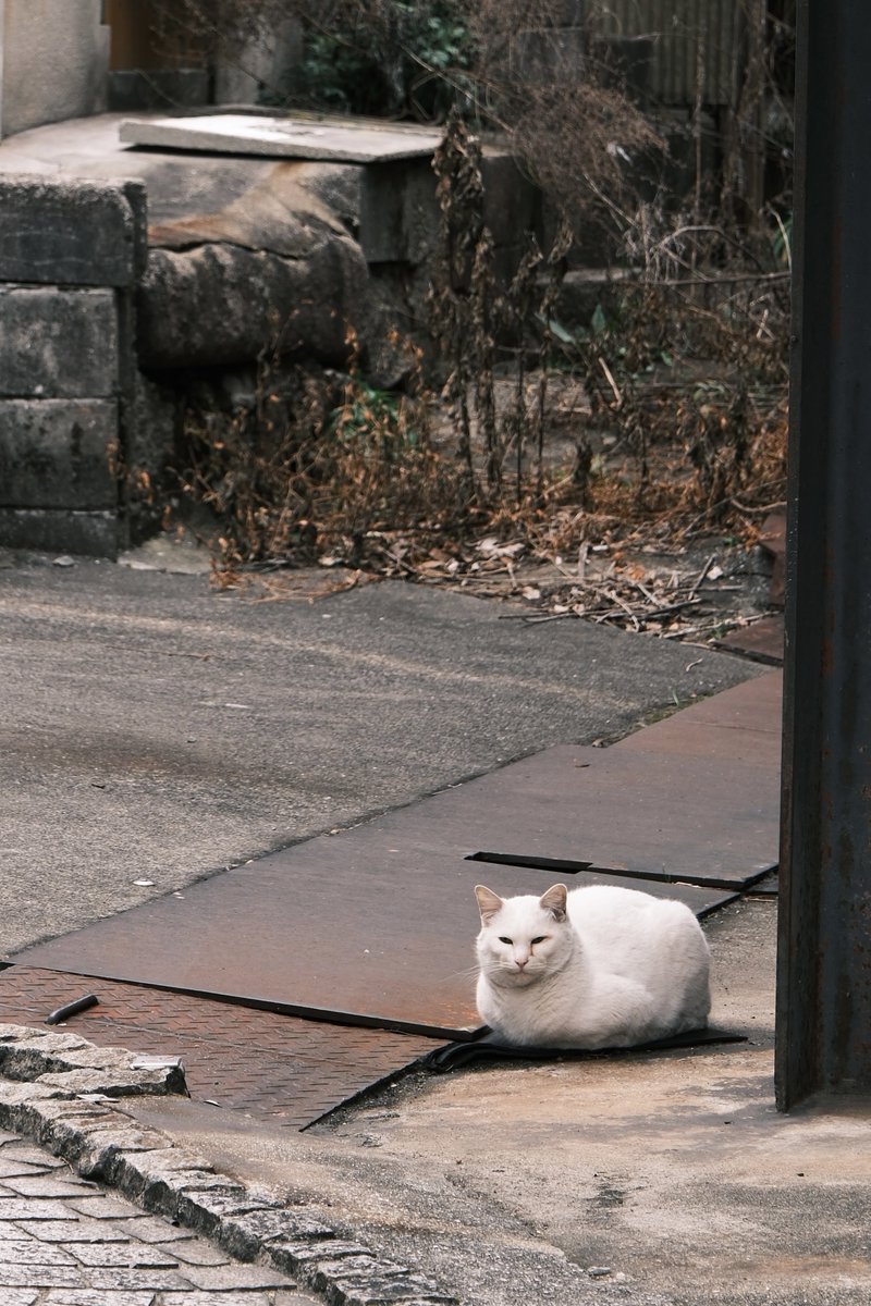 猫あるある

ないない