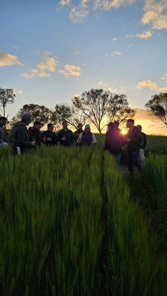 VientoSurAgro's tweet photo. Experiencias y aprendizajes de la visita a Western Australia.
#raigras
#wildradish
👇👇👇Hace click para ver la nota!
https://t.co/d4V1QfjeUB https://t.co/yoW34dpx8x