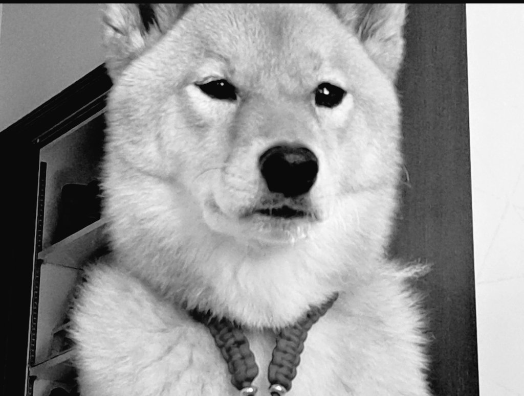 🌈柴犬ハチ tweet media