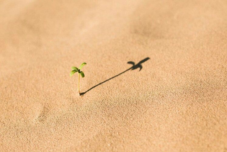 أنا بذرة الله في أرضه .. 
لا أحد سيرزقني الجفاف أو النمو سواه .. 
بذرة تعرف أن الله سيجيء بالمطر ذات يوم .. ليجعلها وردة