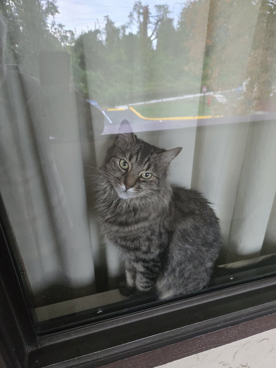 tlitman's tweet photo. Happy #Caturday from me and Molly #mygirl ❤️ https://t.co/7zIidImjVm